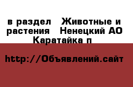  в раздел : Животные и растения . Ненецкий АО,Каратайка п.